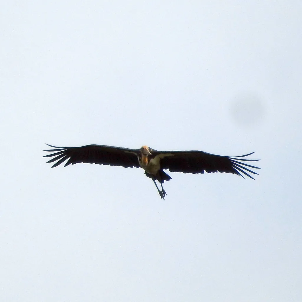marabu-pequeno