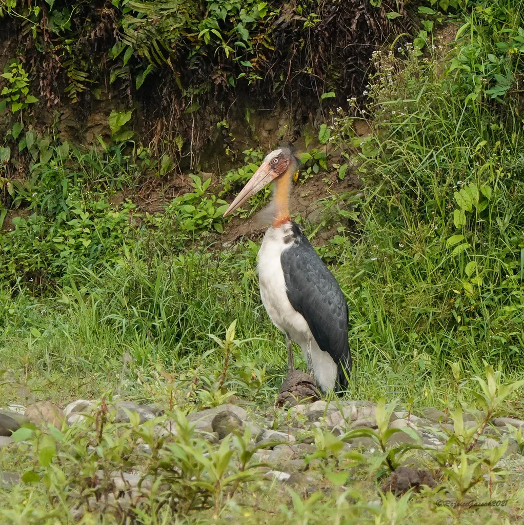 marabu-pequeno