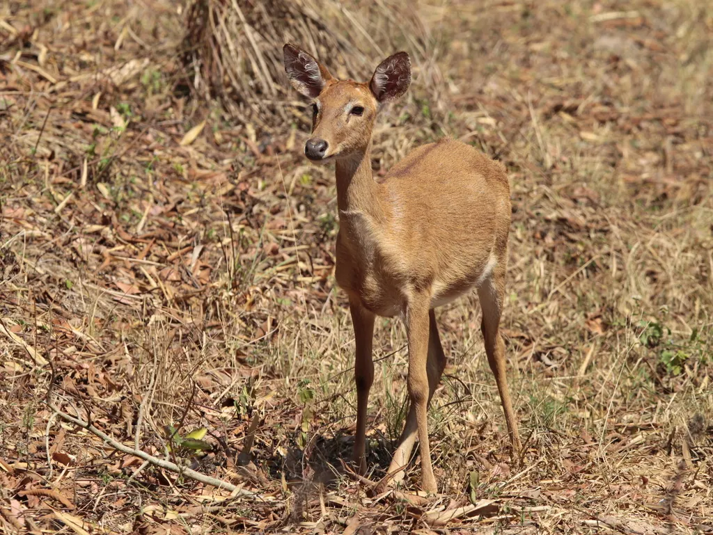 Panolia eldii