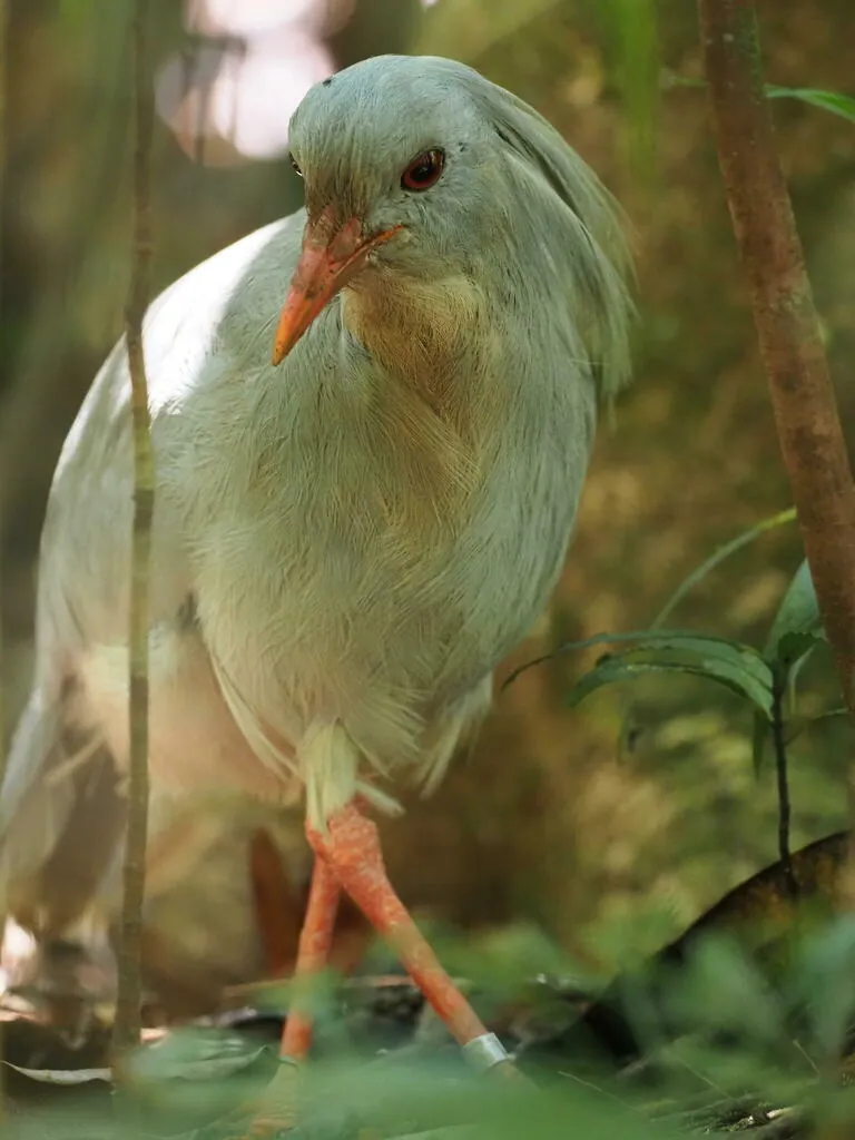 Cagu