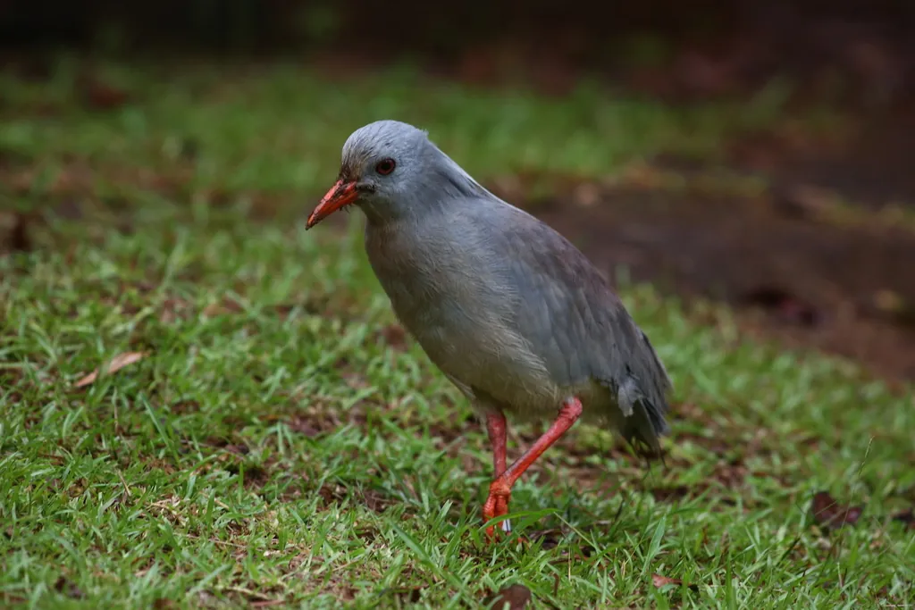 cagu