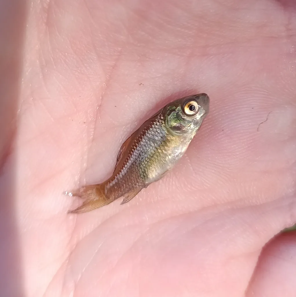Carassius gibelio