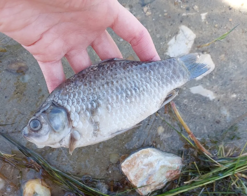 Carassius gibelio