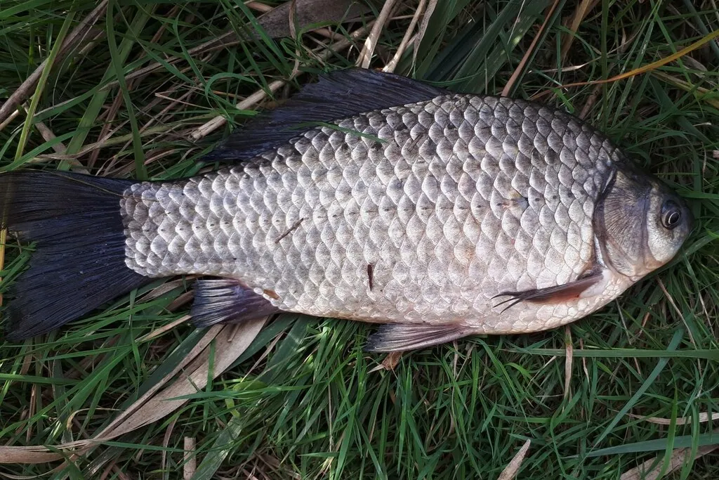 Carassius gibelio