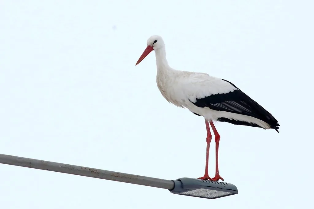 Cegonha-branca