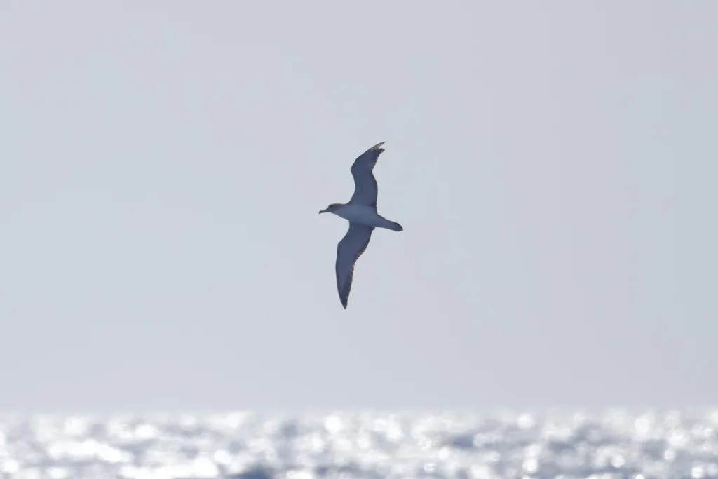 Cagarra-do-mediterrâneo