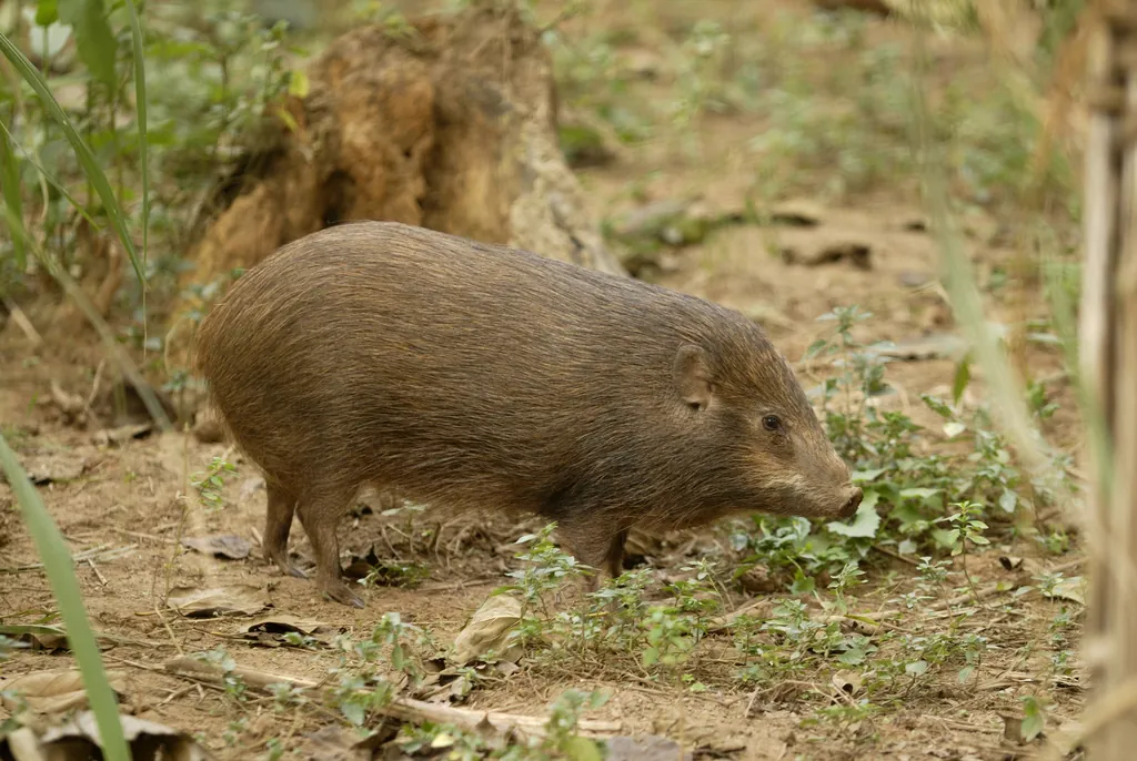 Porco-pigmeu