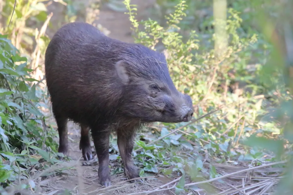 Porco-pigmeu