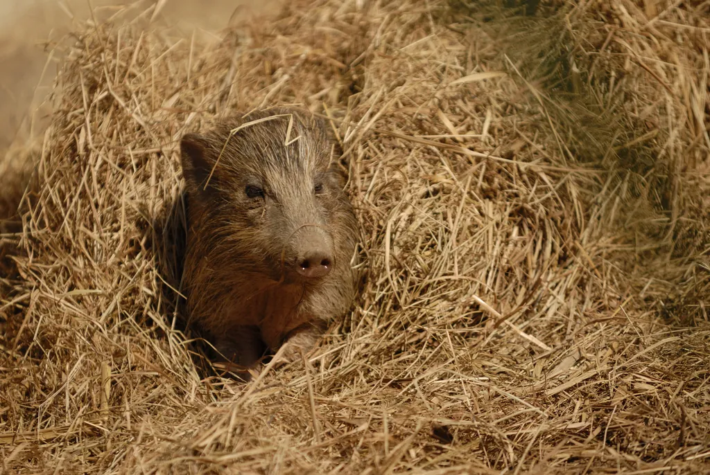 Porco-pigmeu