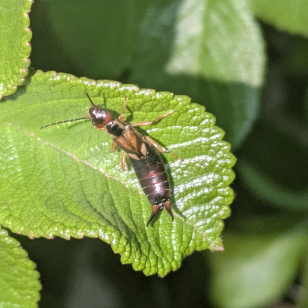 Forficula auricularia