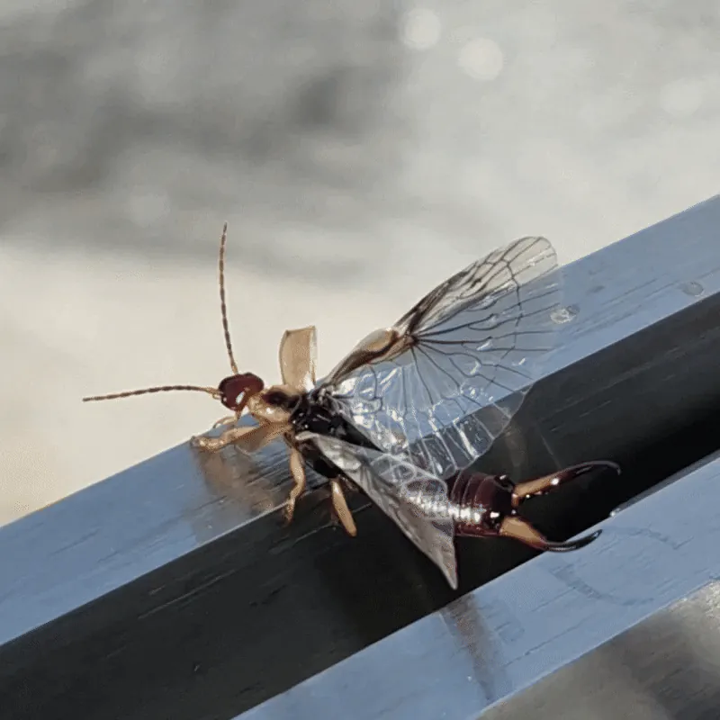 Forficula auricularia