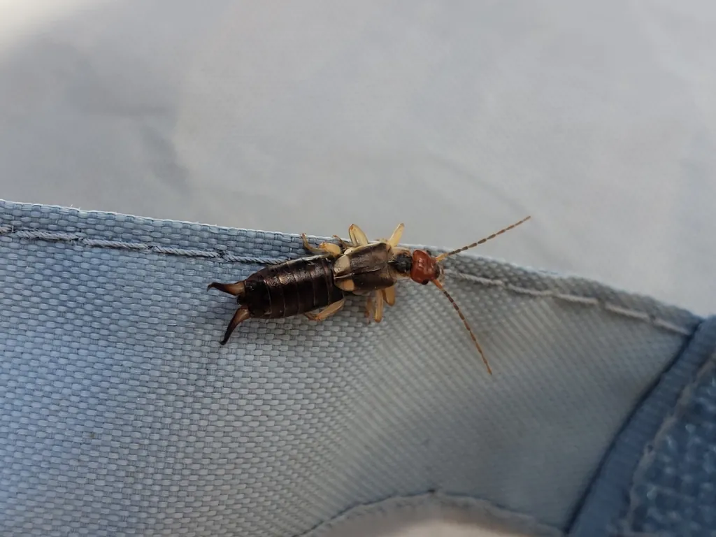Forficula auricularia