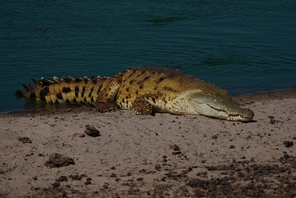 Crocodilo-do-orinoco