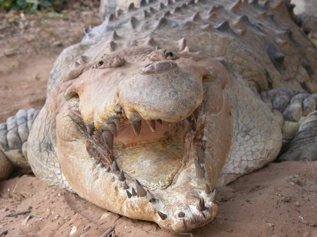 Crocodilo-do-orinoco