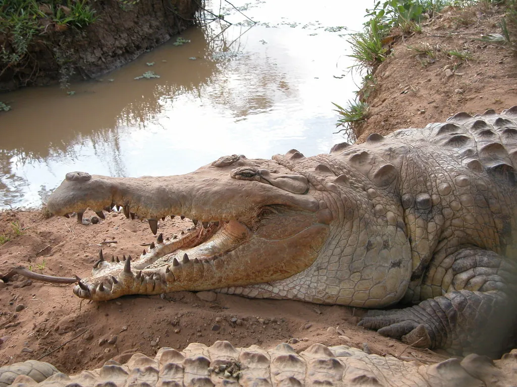 Crocodilo-do-orinoco