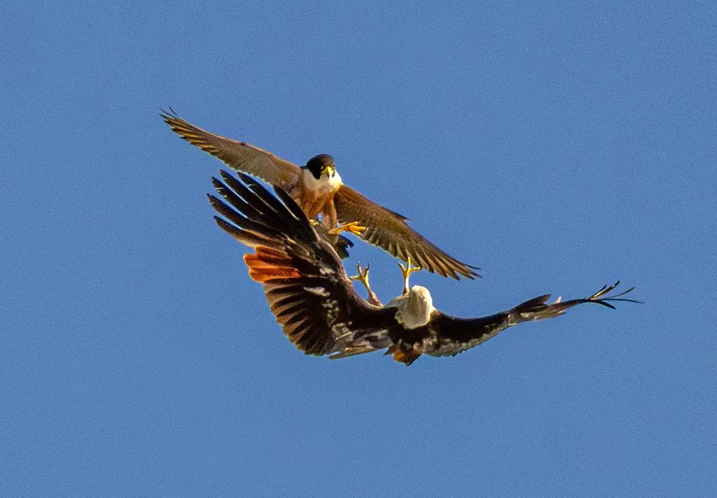 Falcão-peregrino