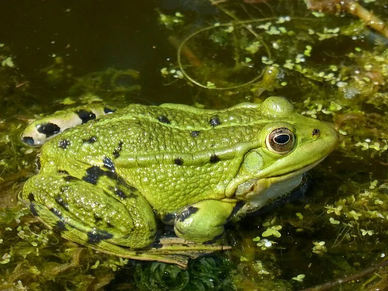 Pelophylax kl. esculentus