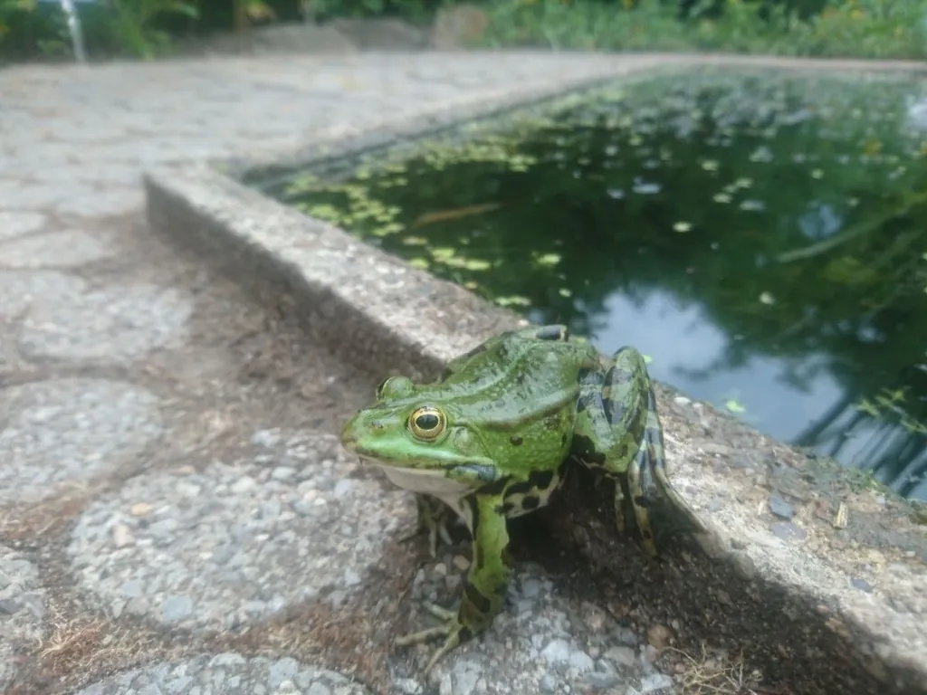 Pelophylax kl. esculentus