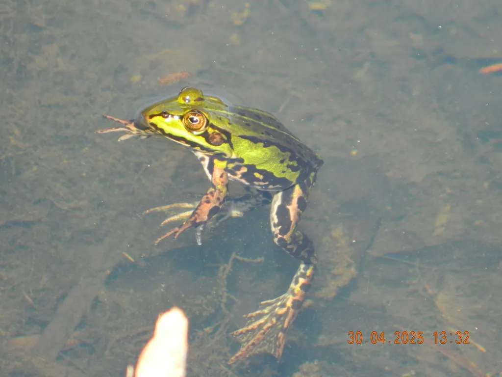 Pelophylax kl. esculentus