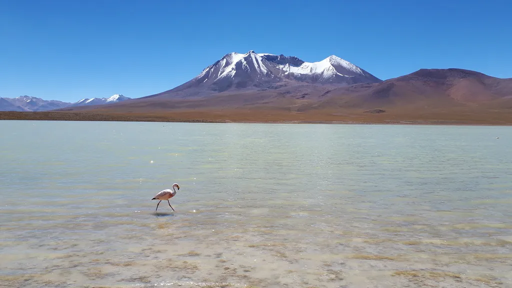 Flamingo-andino-pequeno