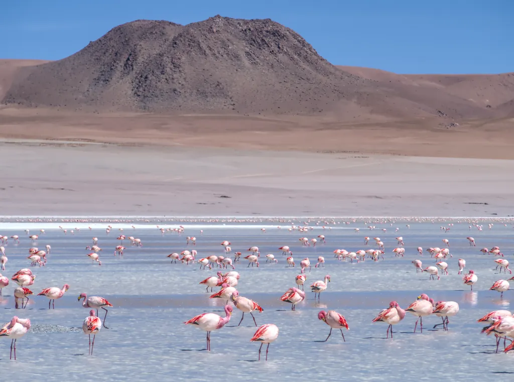 flamingo-andino-pequeno