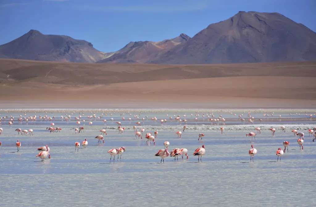 flamingo-andino-pequeno