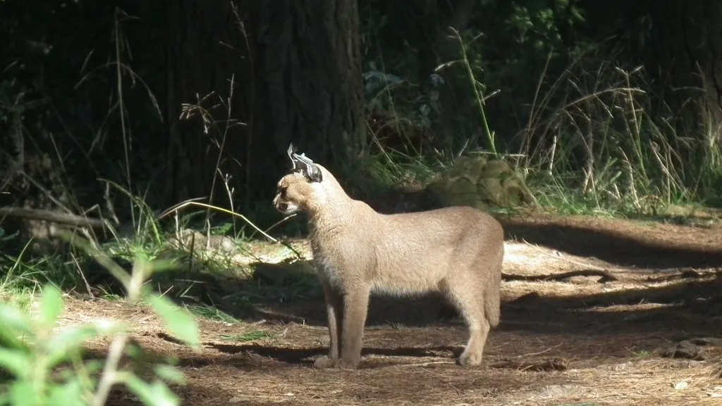 Caracal caracal