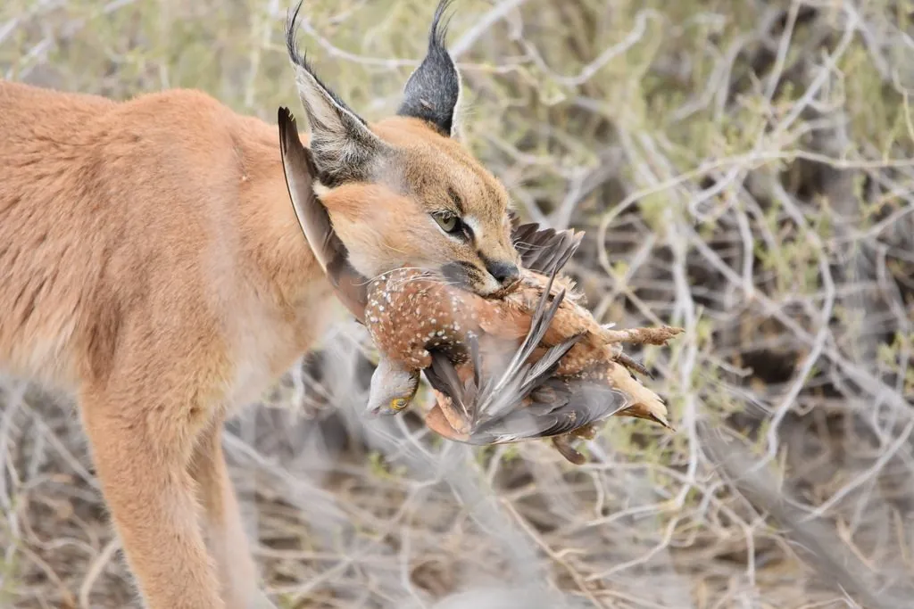 Caracal caracal