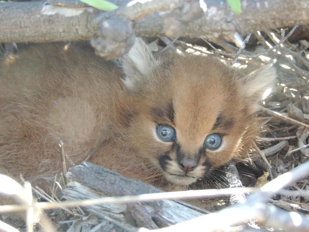 Caracal caracal
