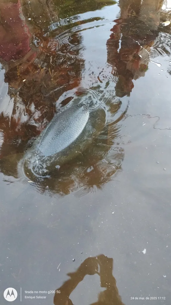 Peixe-boi-da-amazônia