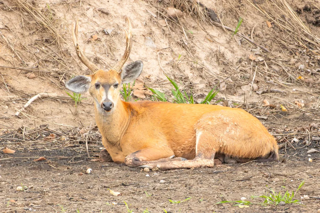 Cervo-do-pantanal