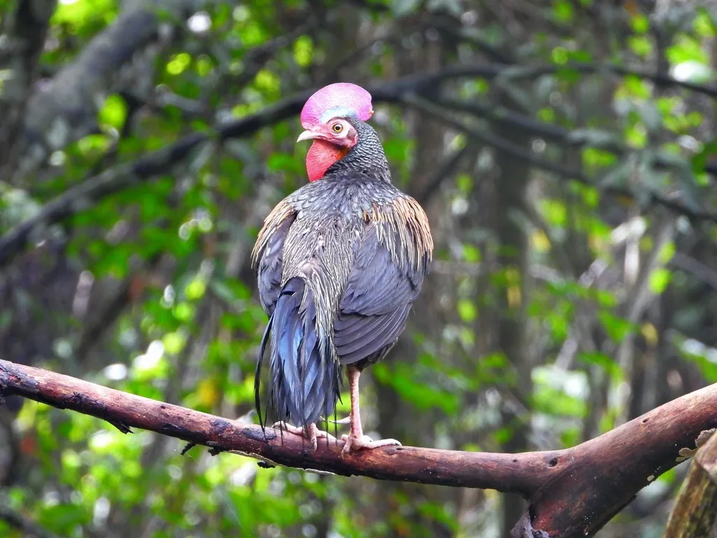 galo-de-java