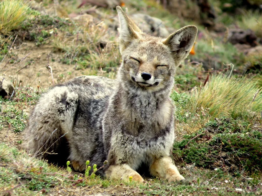 Raposa-cinzenta-argentina