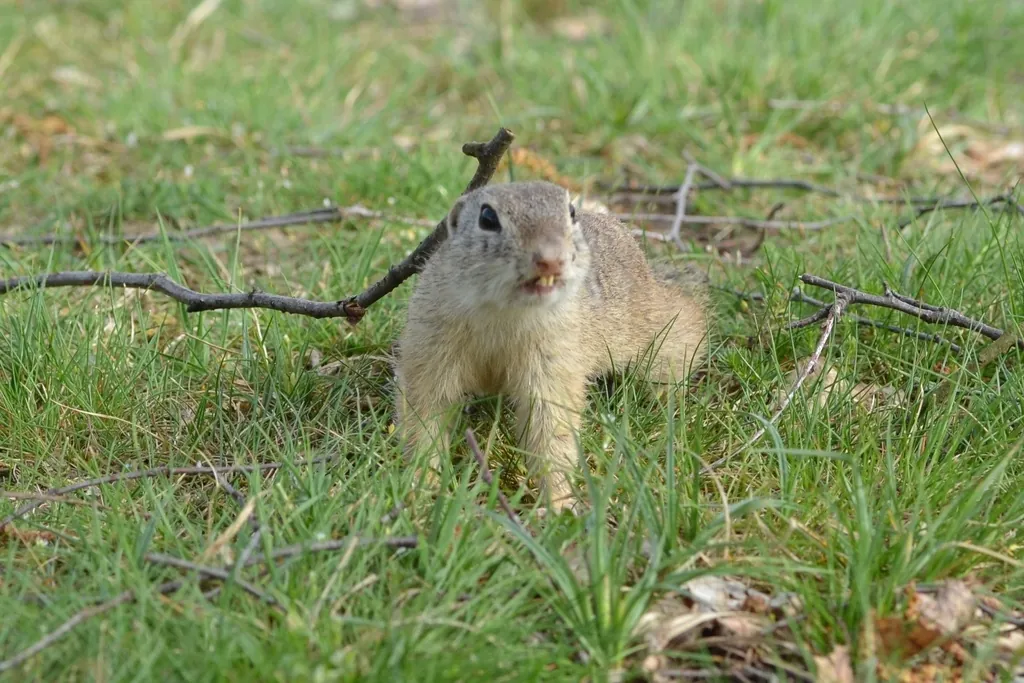 Spermophilus citellus