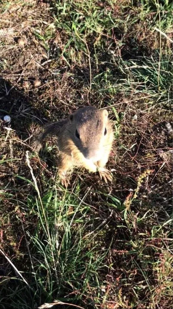 Spermophilus citellus