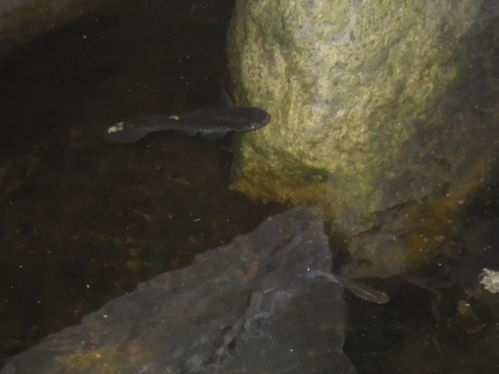 Peixe-mosquito