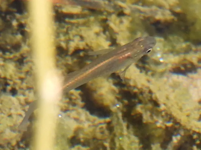Peixe-mosquito