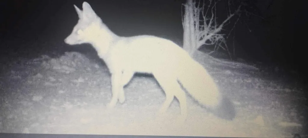 Vulpes pallida