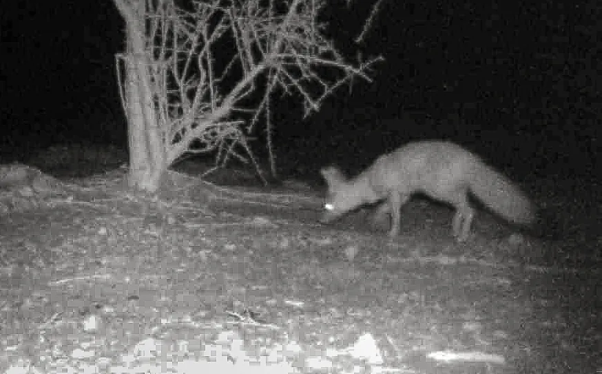 Vulpes pallida