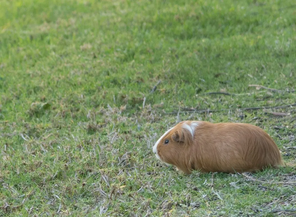 Porquinho-da-índia