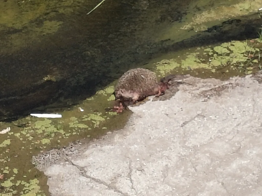 Erinaceus concolor