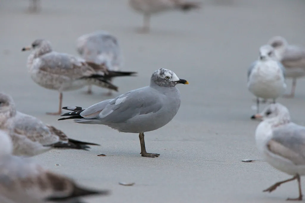 Gaivota-de-delaware