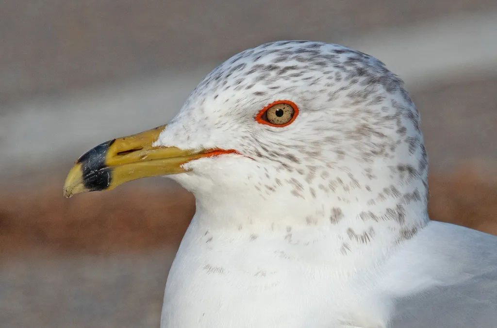 Gaivota-de-delaware