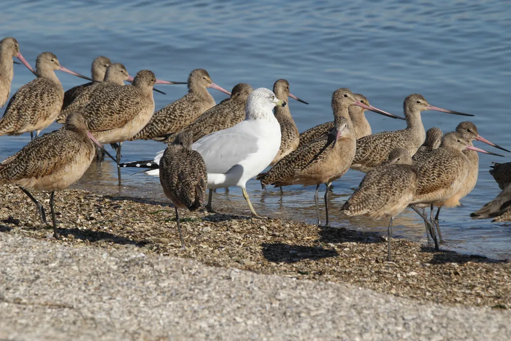Gaivota-de-delaware