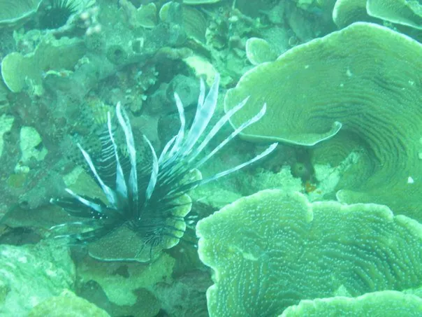 Pterois volitans