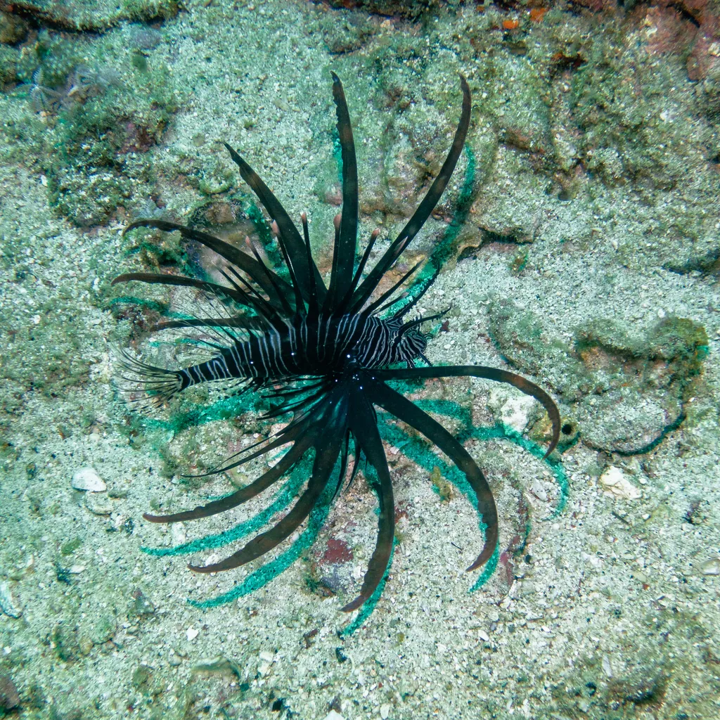 Pterois volitans