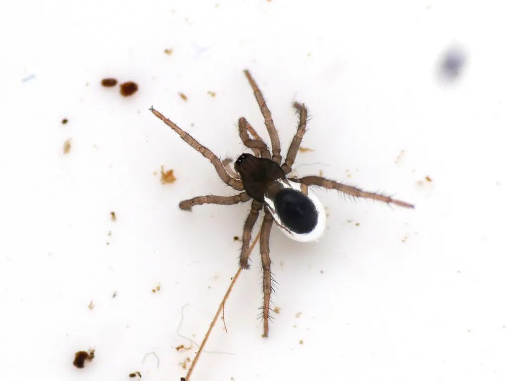 Aranha-de-água