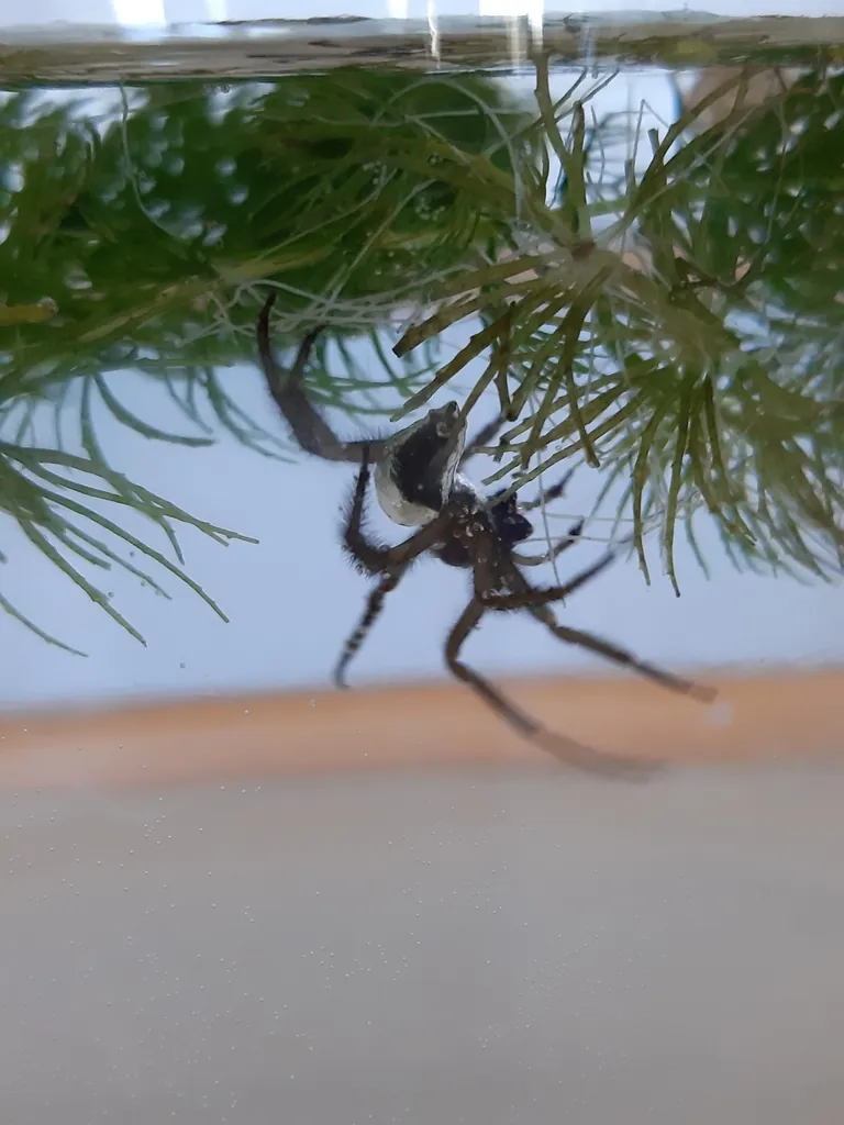 Aranha-de-água