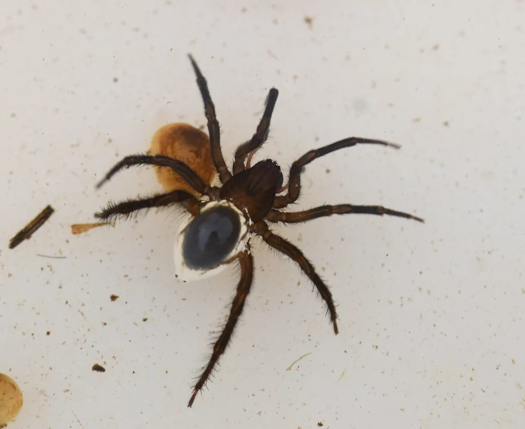 Aranha-de-água