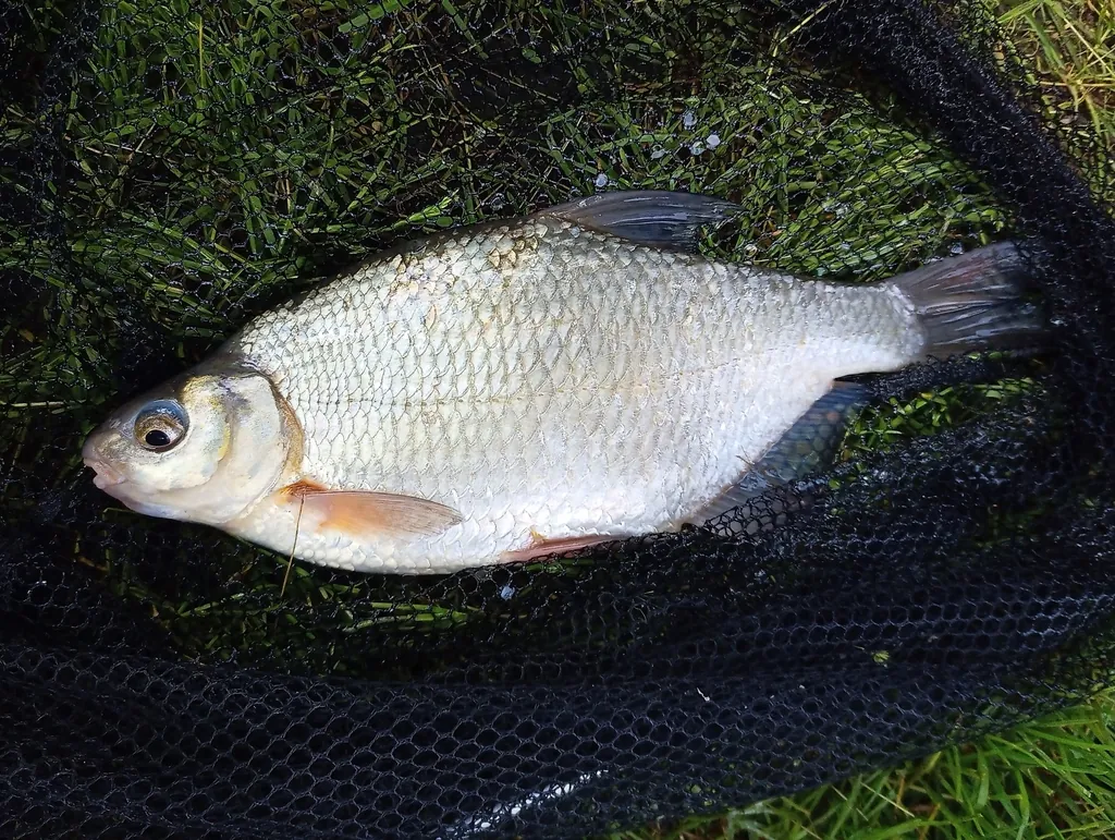 Abramis bjoerkna